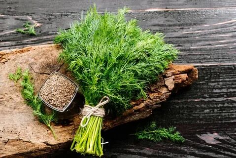 خرید آسان شوید خشک اعلا + قیمت به صرفه